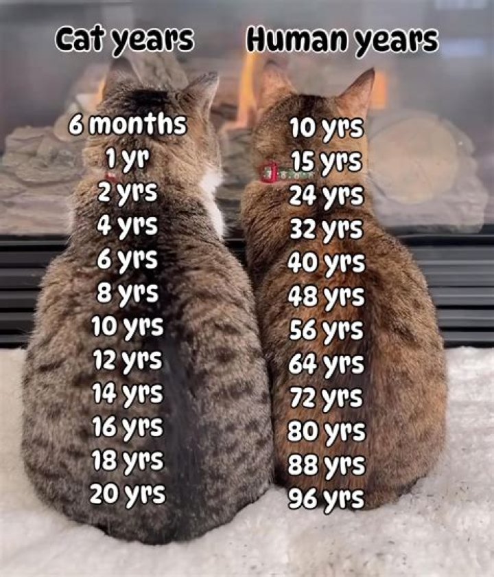
Meet Perkkyjenny On Tiktok – User Real Name & Age – How Old Is She? 